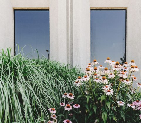 scott-webb-p_WLk8C3v4k-unsplash